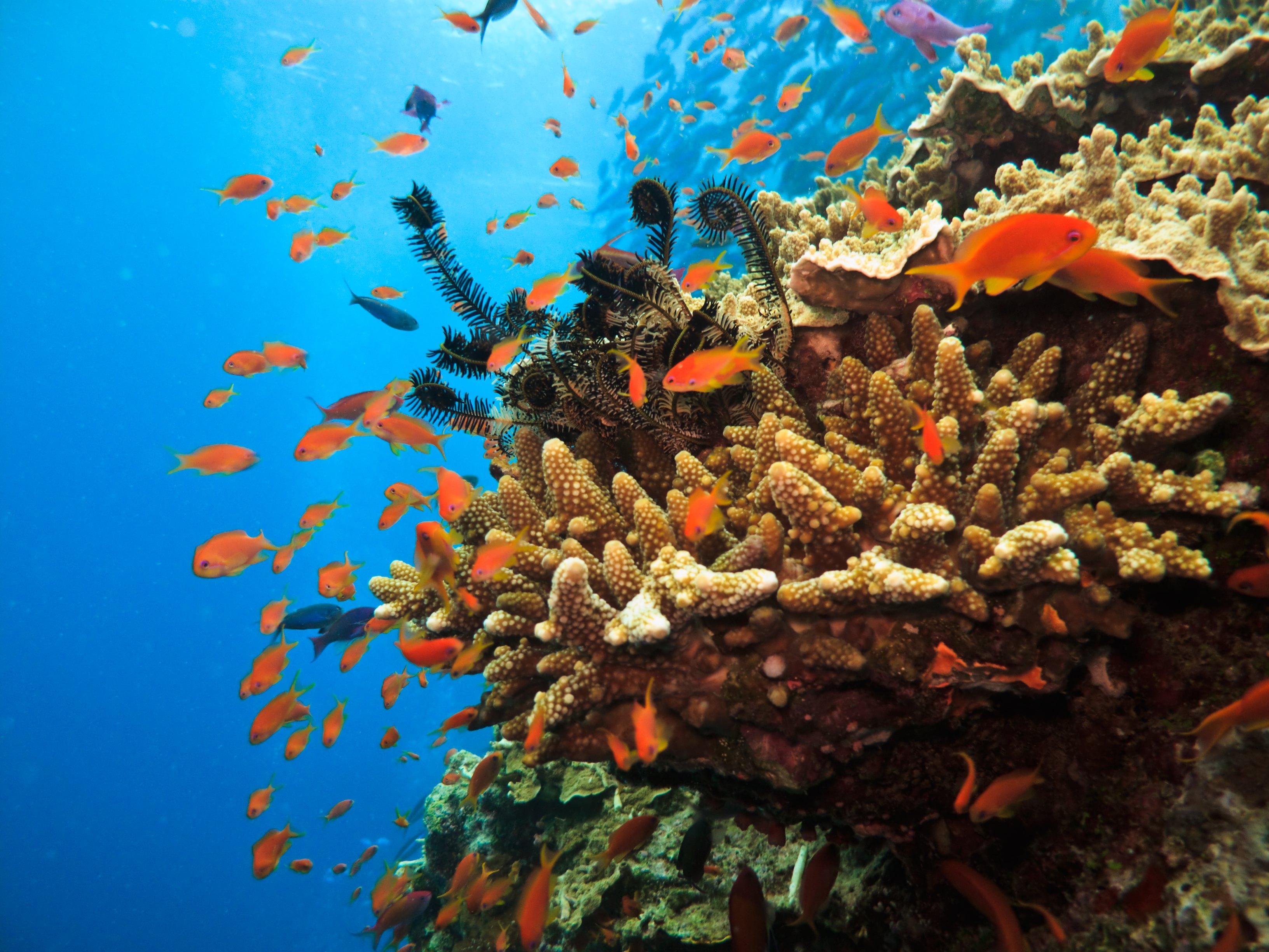 5 Dive Spots in South East Asia You Don't Want to Miss