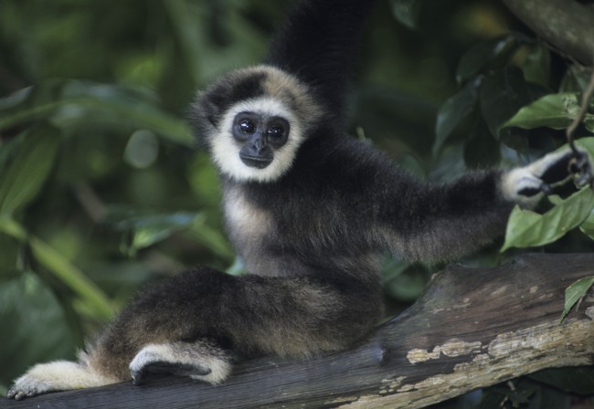 gibbon