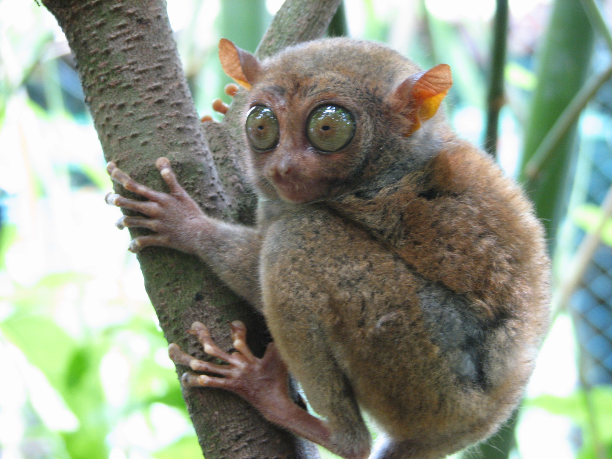 Bohol_Tarsier