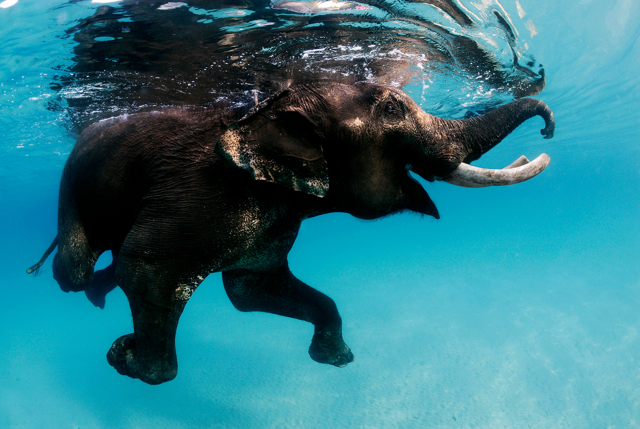 Rajan swimmer elephant