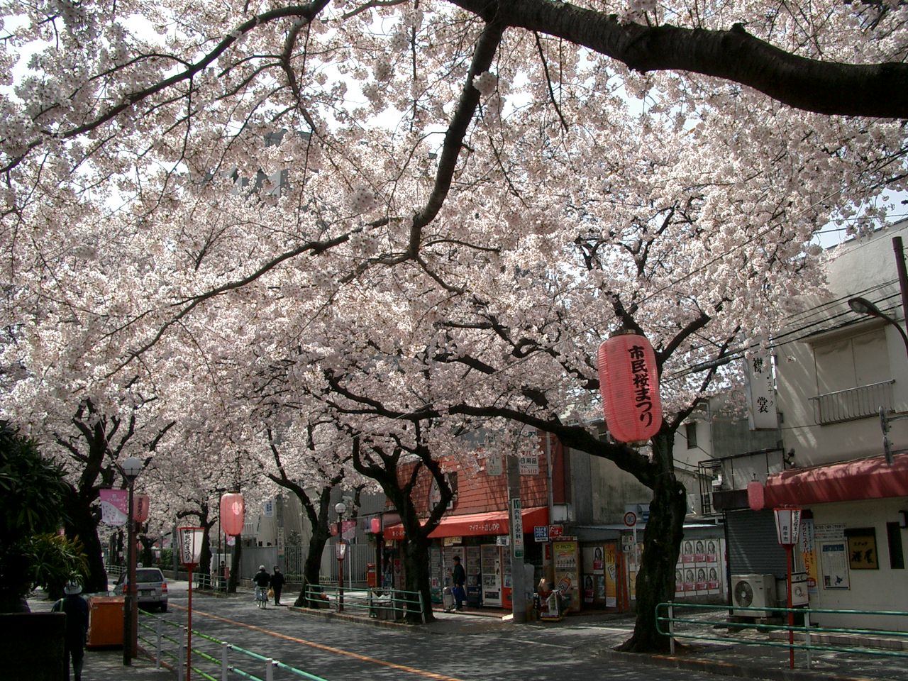 Fuchu-Koen-Dori_in_Fuchu_Tokyo_Japan