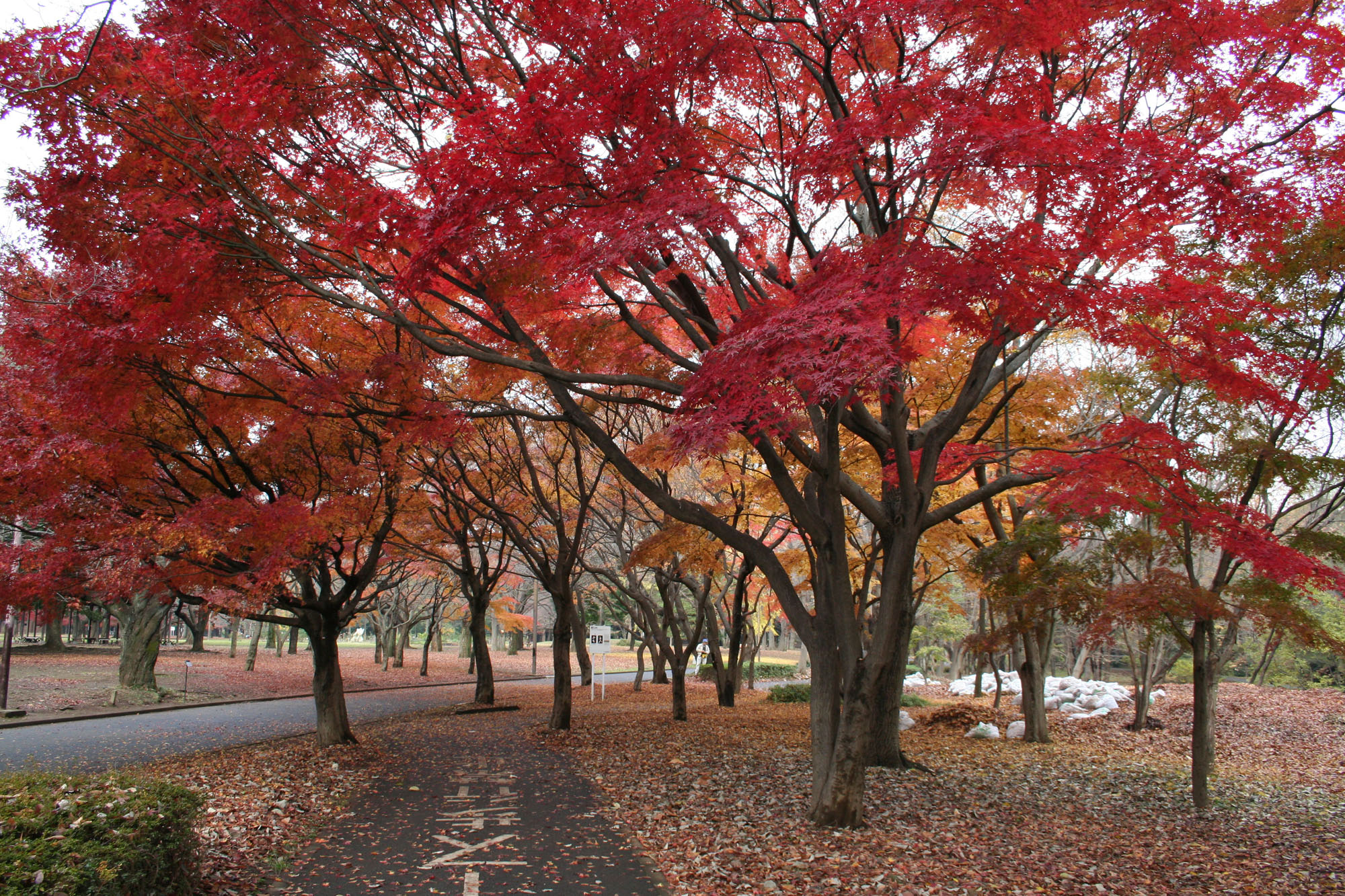 Yoyogi_Koen_in_autumn