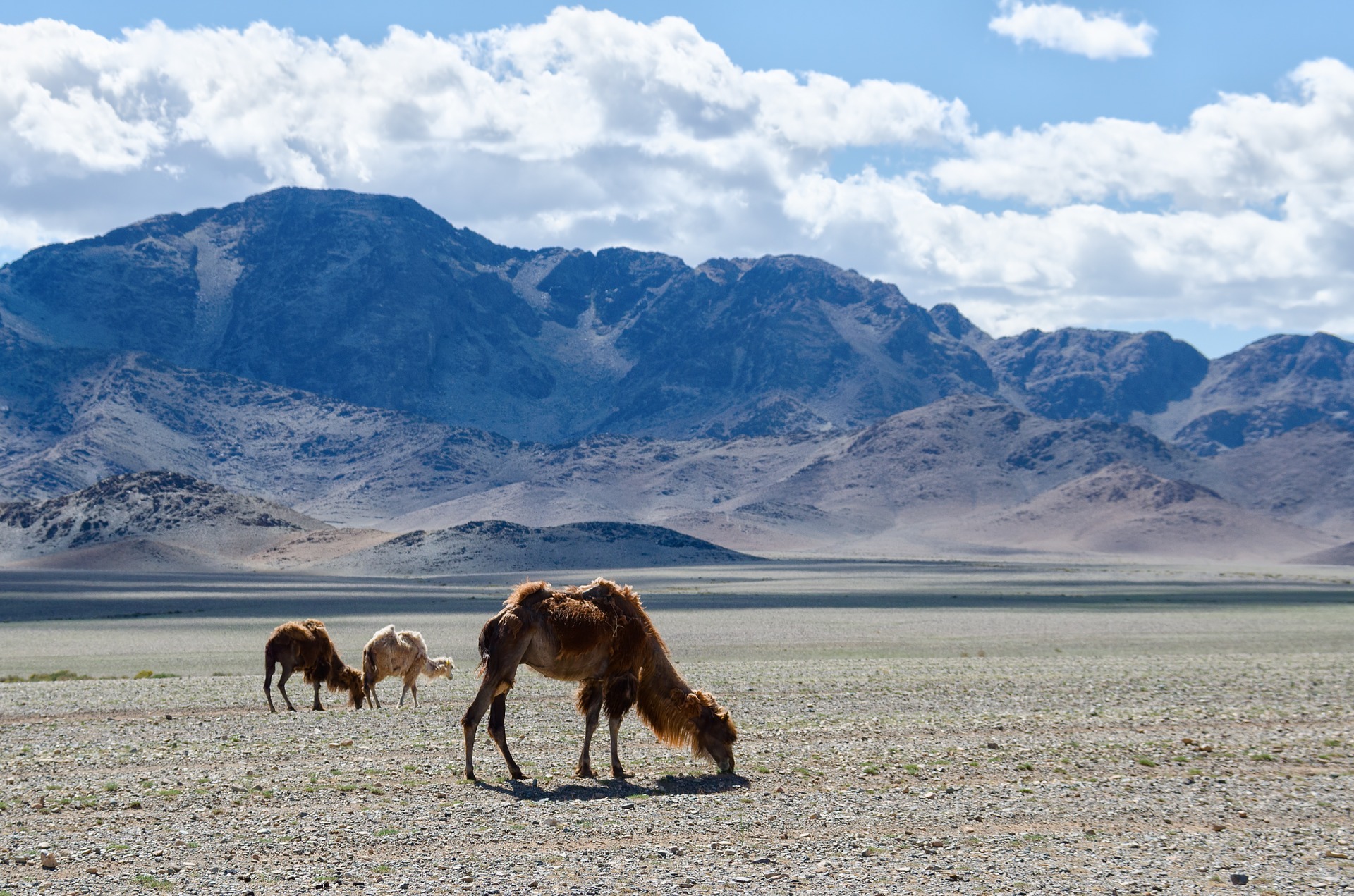 mongolia-1041538_1920