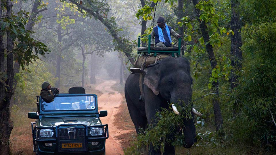 Elephant-Safari-at-Bandhavgarh