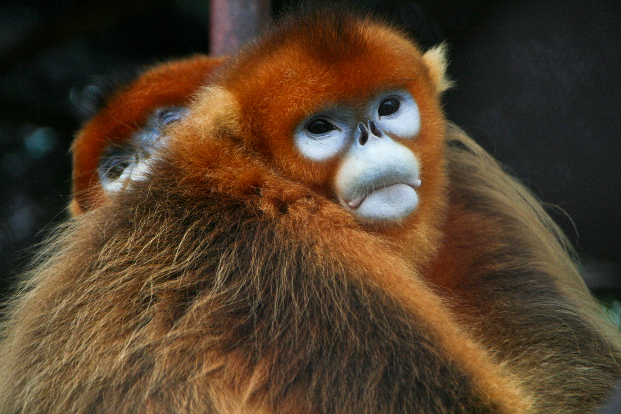 Golden_Snub-nosed_Monkeys