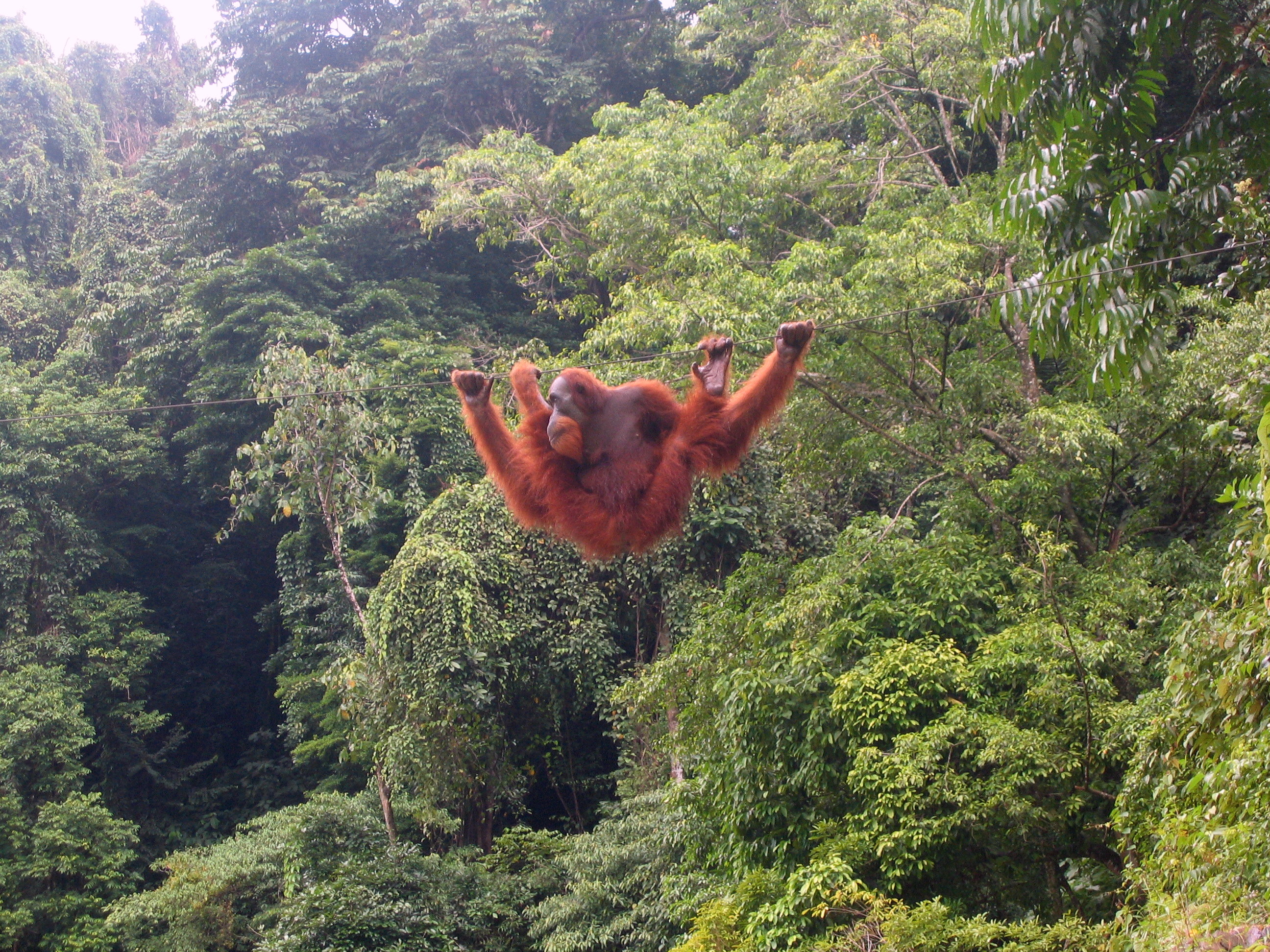 Orang-utan_bukit_lawang_2006