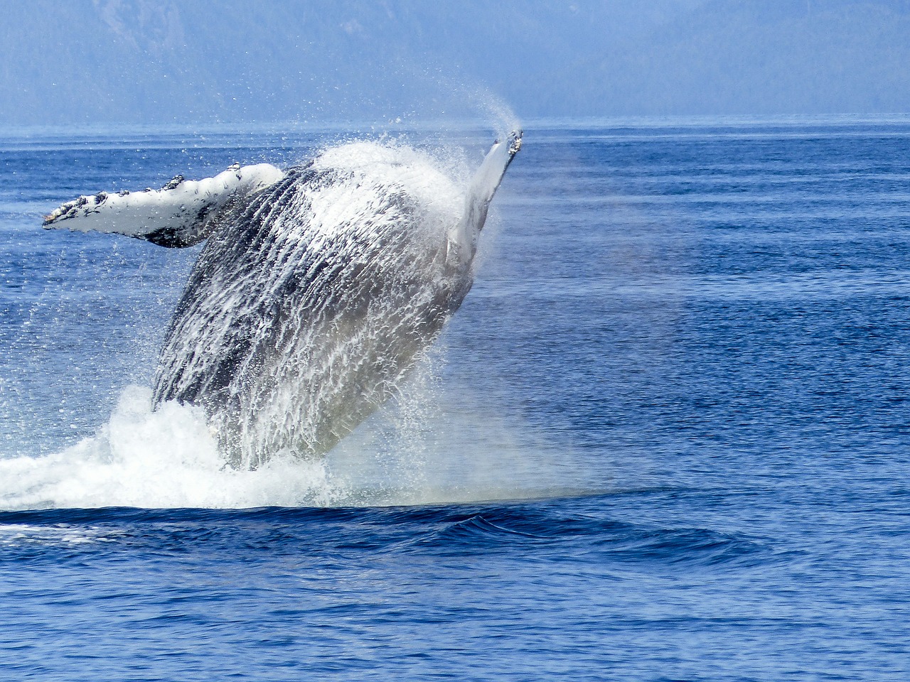 humpback-whale-431907_1280