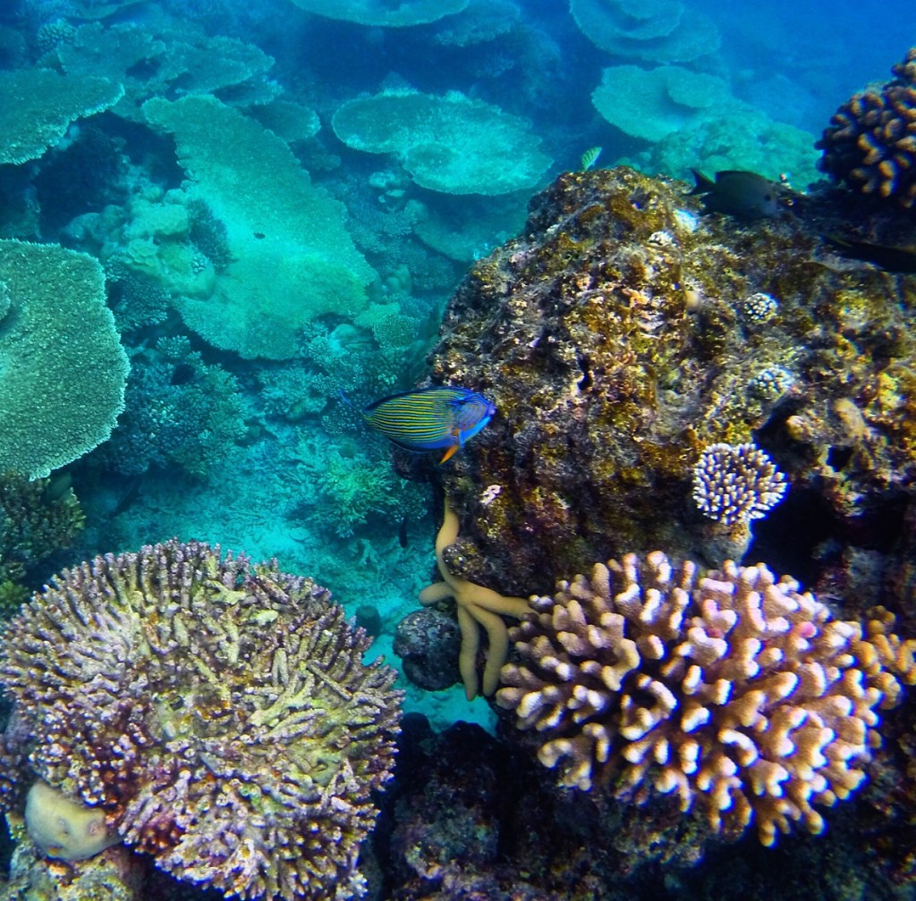 Baros_Maldives_Luxury_Resort_Paradise_House-Reef_Snorkel-1-1024x1008