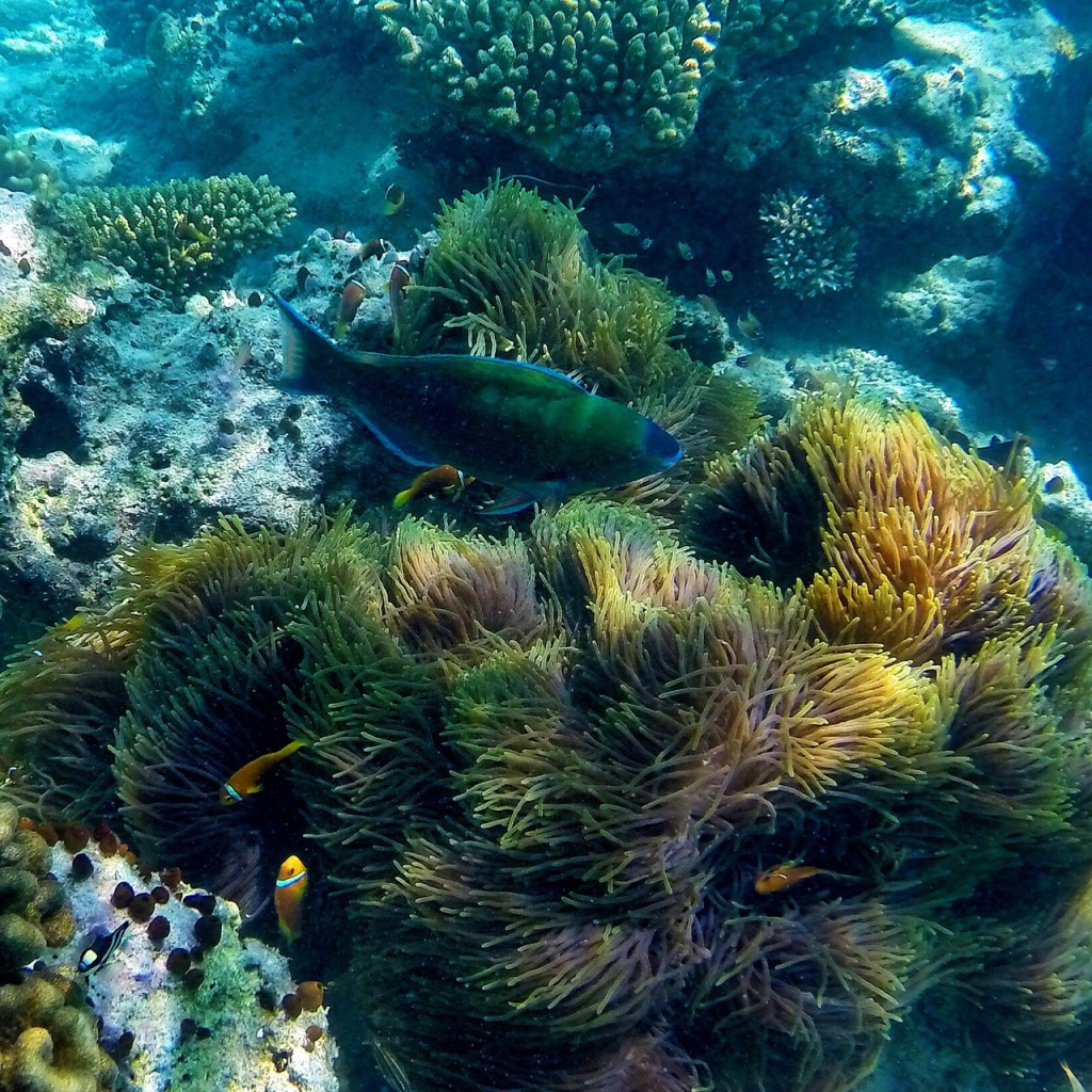 Baros_Maldives_Luxury_Resort_Paradise_House-Reef_Snorkel-5-1024x1024