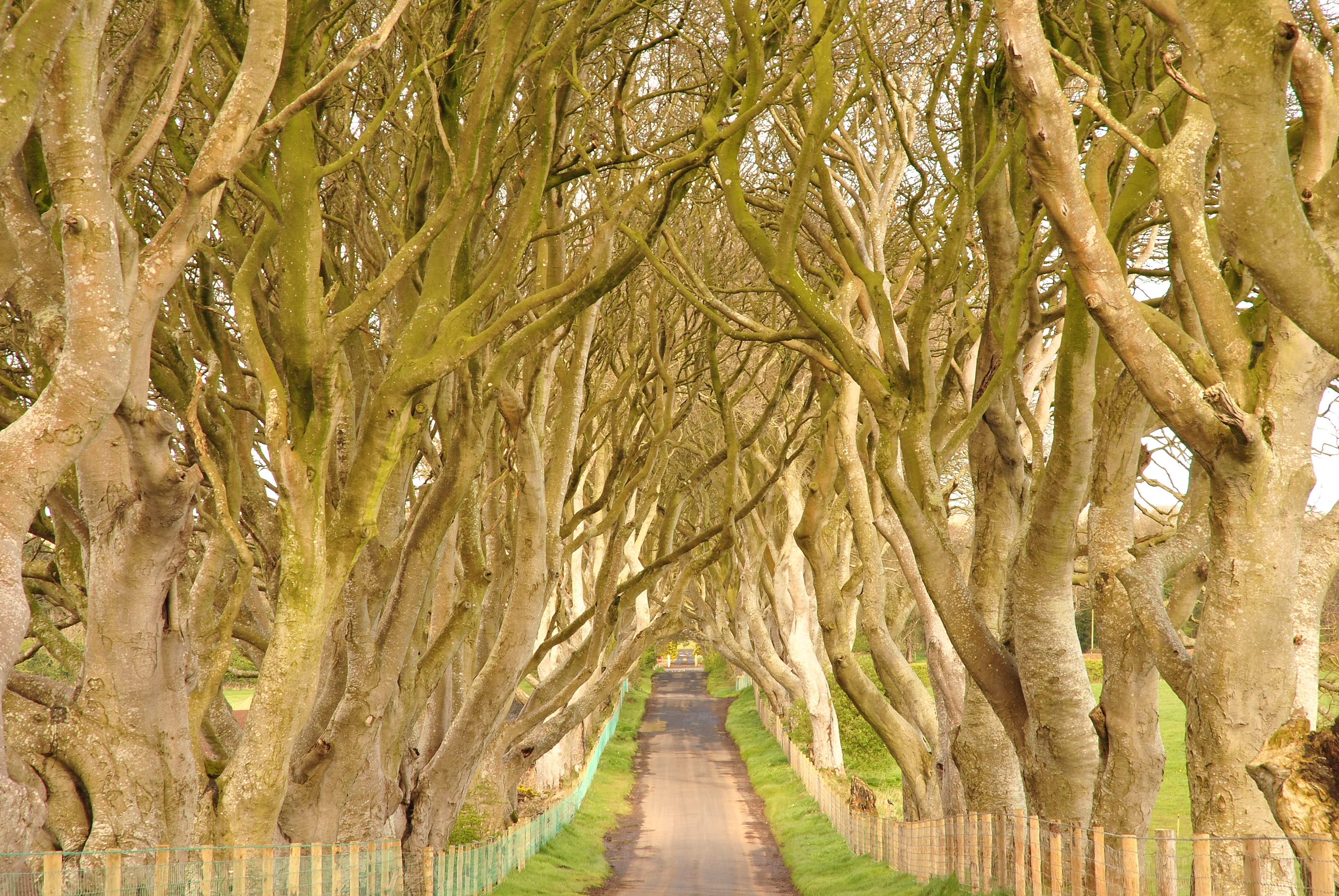 Dark_Hedges,_County_Antrim,_Northern_Ireland_(6961336542)_(2)