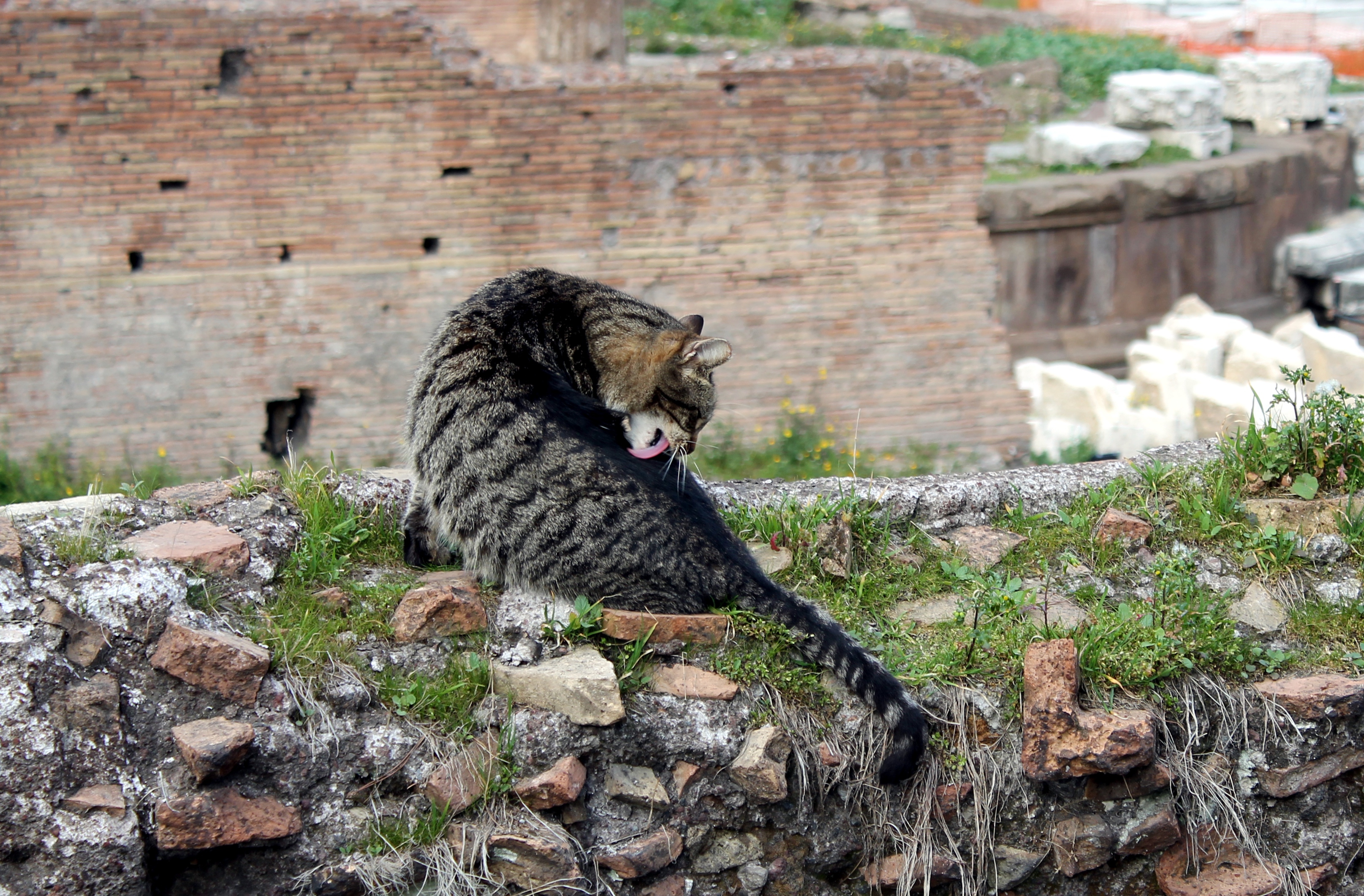 Licking_Cat_in_Largo_di_Torre_Argentina,_Rome