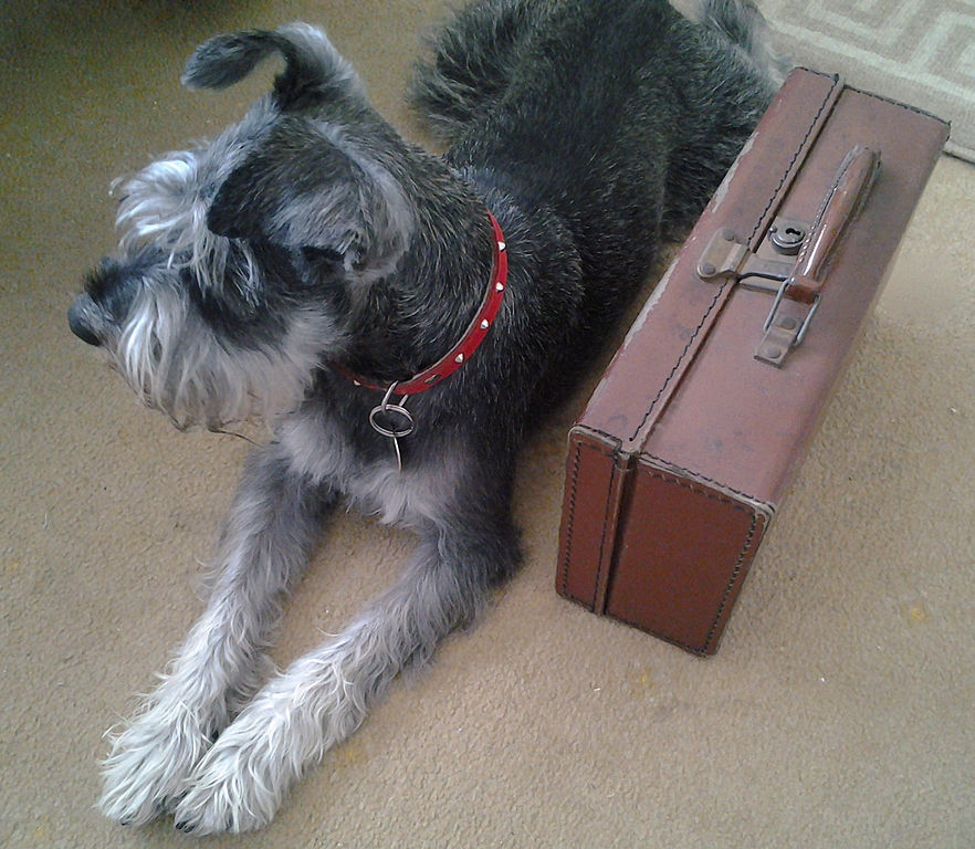 Miniature_Schnauzer_with_suitcase