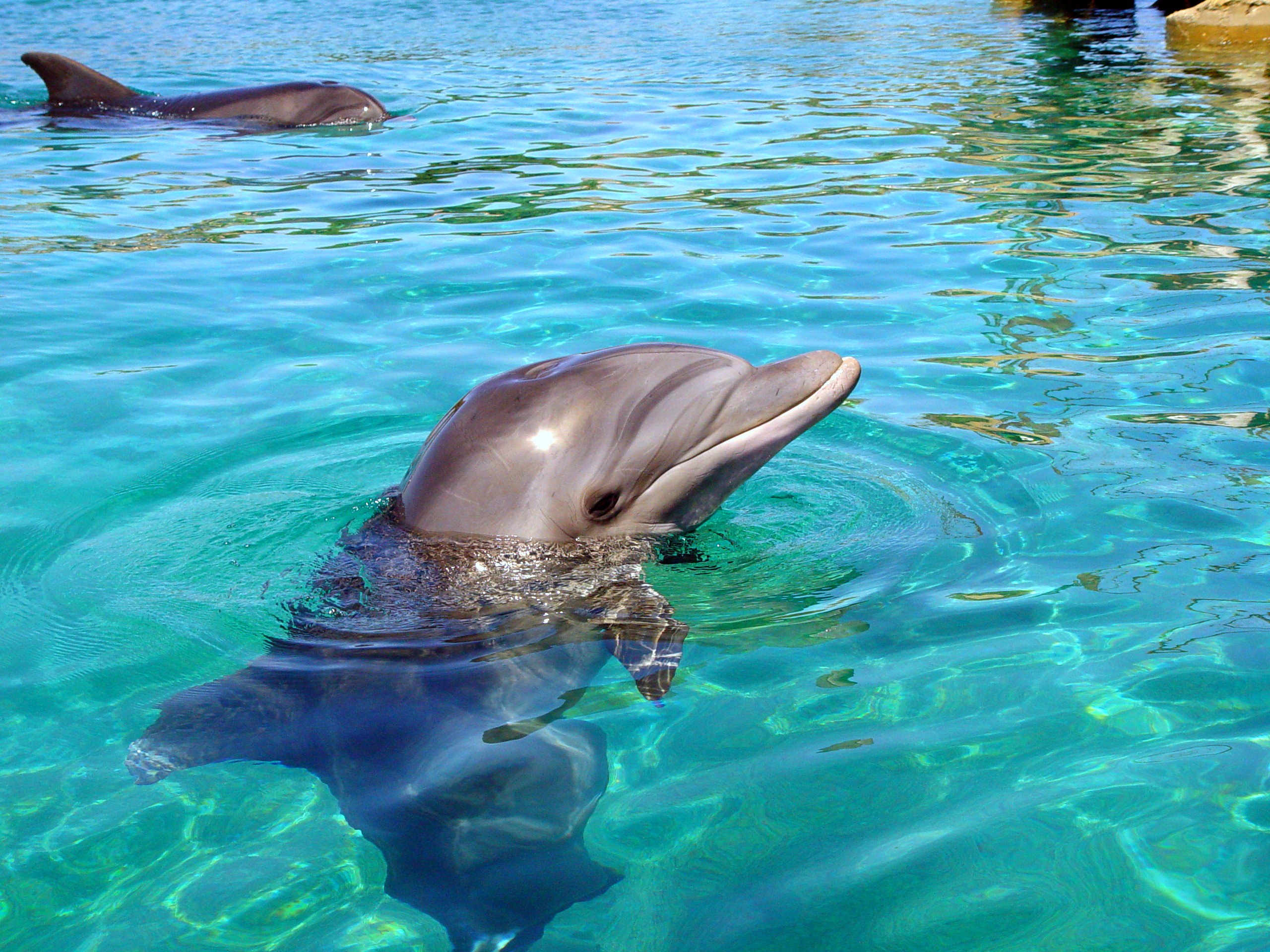 PikiWiki_Israel_15217_Dolphin