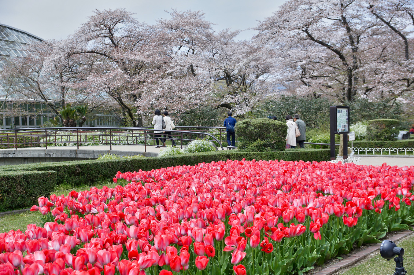 Kyoto Japan hanami