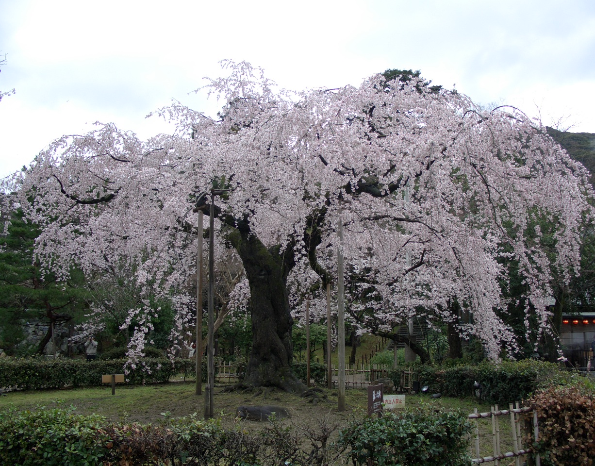 Cherry_blossoms_in_Kyoto