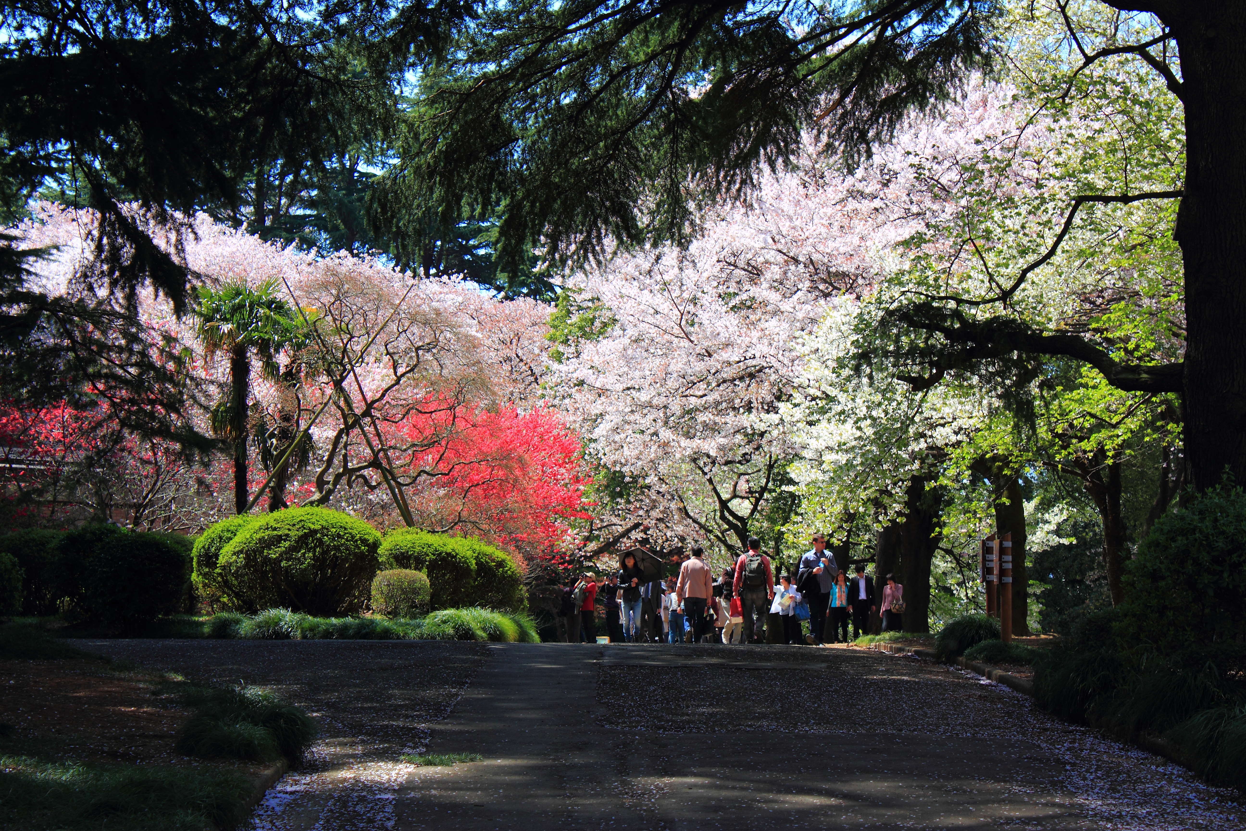 Shinjuku_Gyoen_National_Garden_-_sakura_6