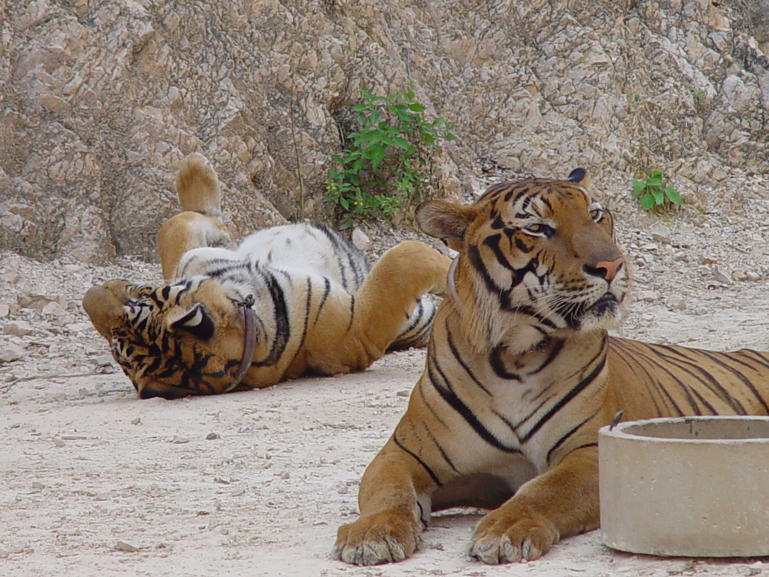 Tigers_in_the_Tiger_Temple,_Thailand