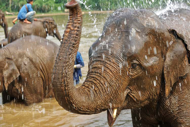 Bath-Time-for-the-Elephants