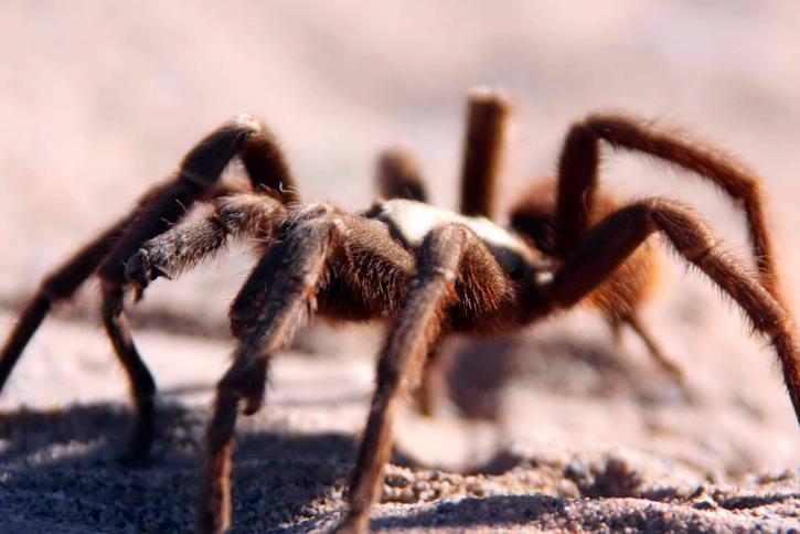tarantula-walking-across-the-desert-sands-725x484