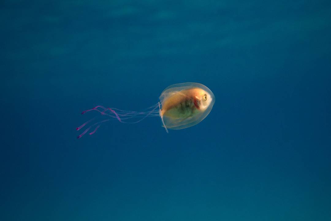 fish-in-jellyfish-tim-samual-3