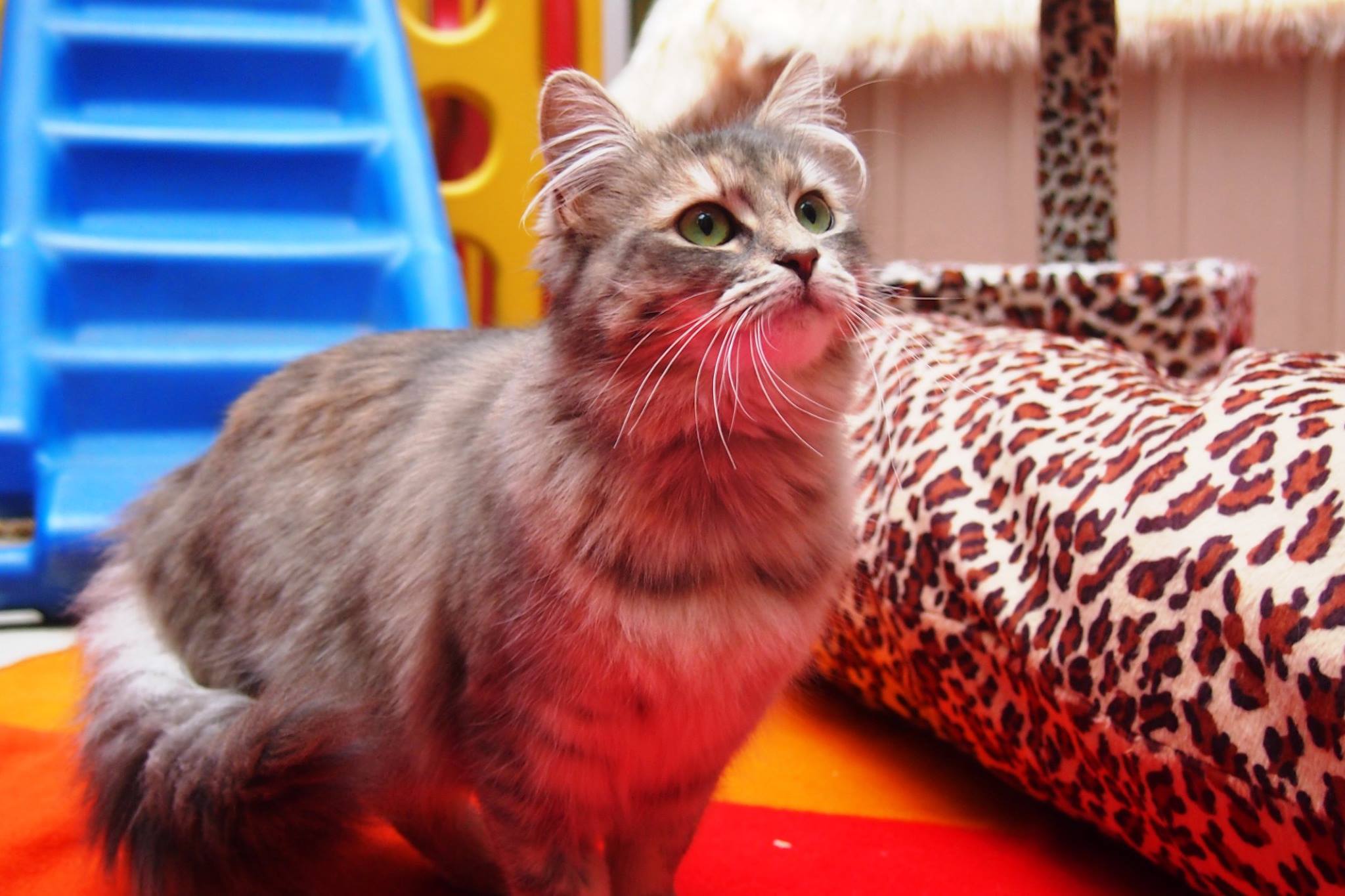 A throwback to Chatswood's first adopted kitty, Irene