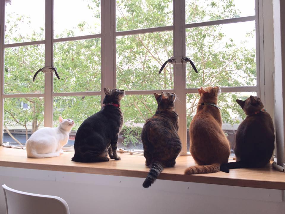 Bird-watching, perhaps