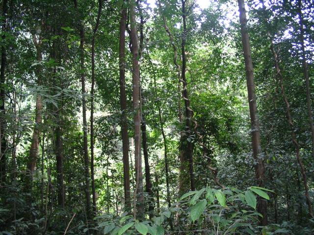 Bukit-timah-singapore