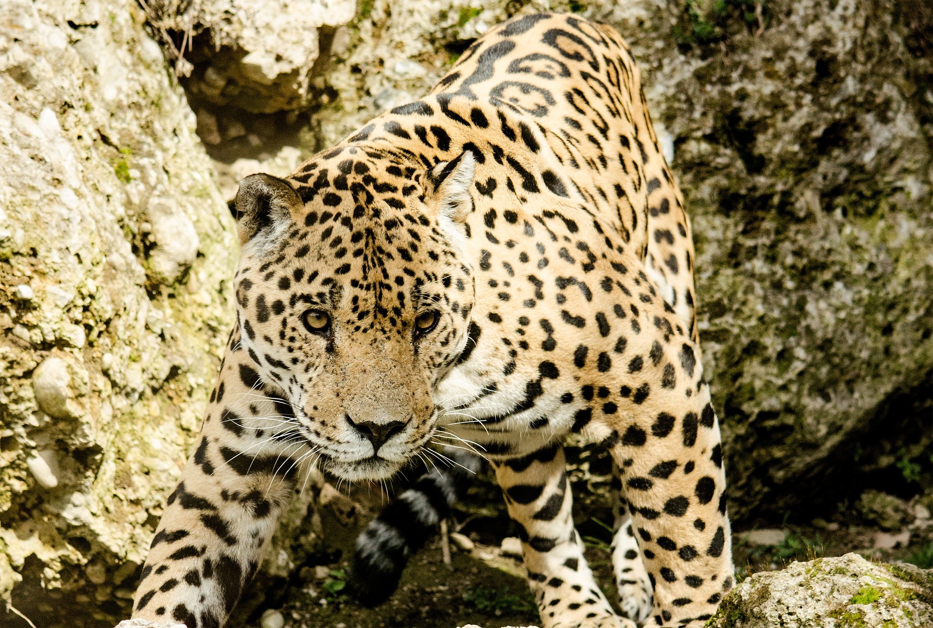 leopard-1337201_1920