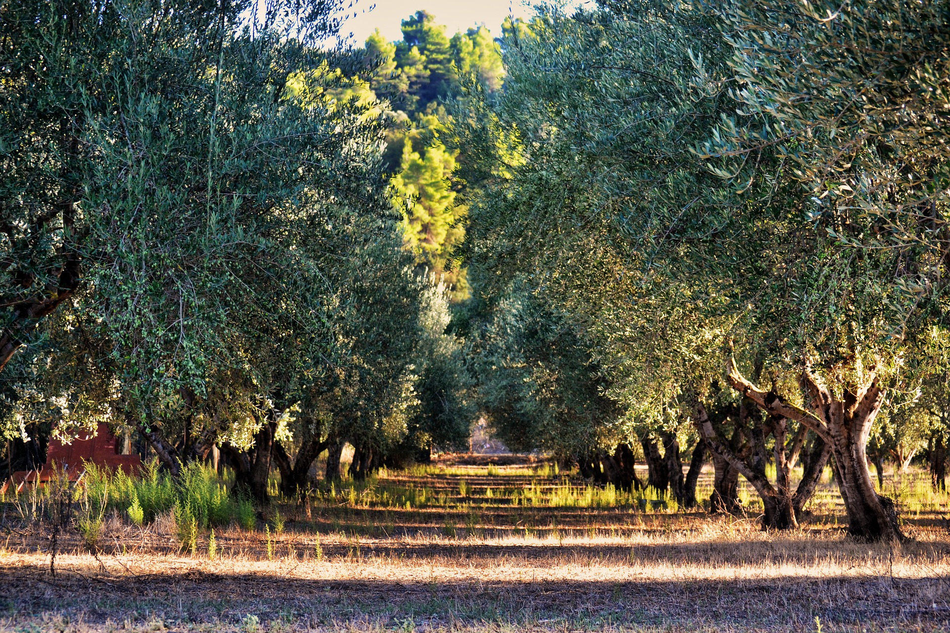 An olive farm