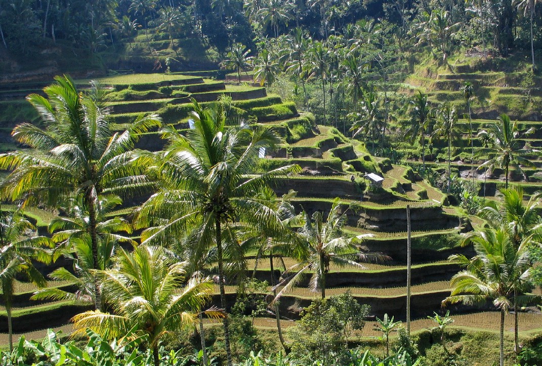 bali_panorama