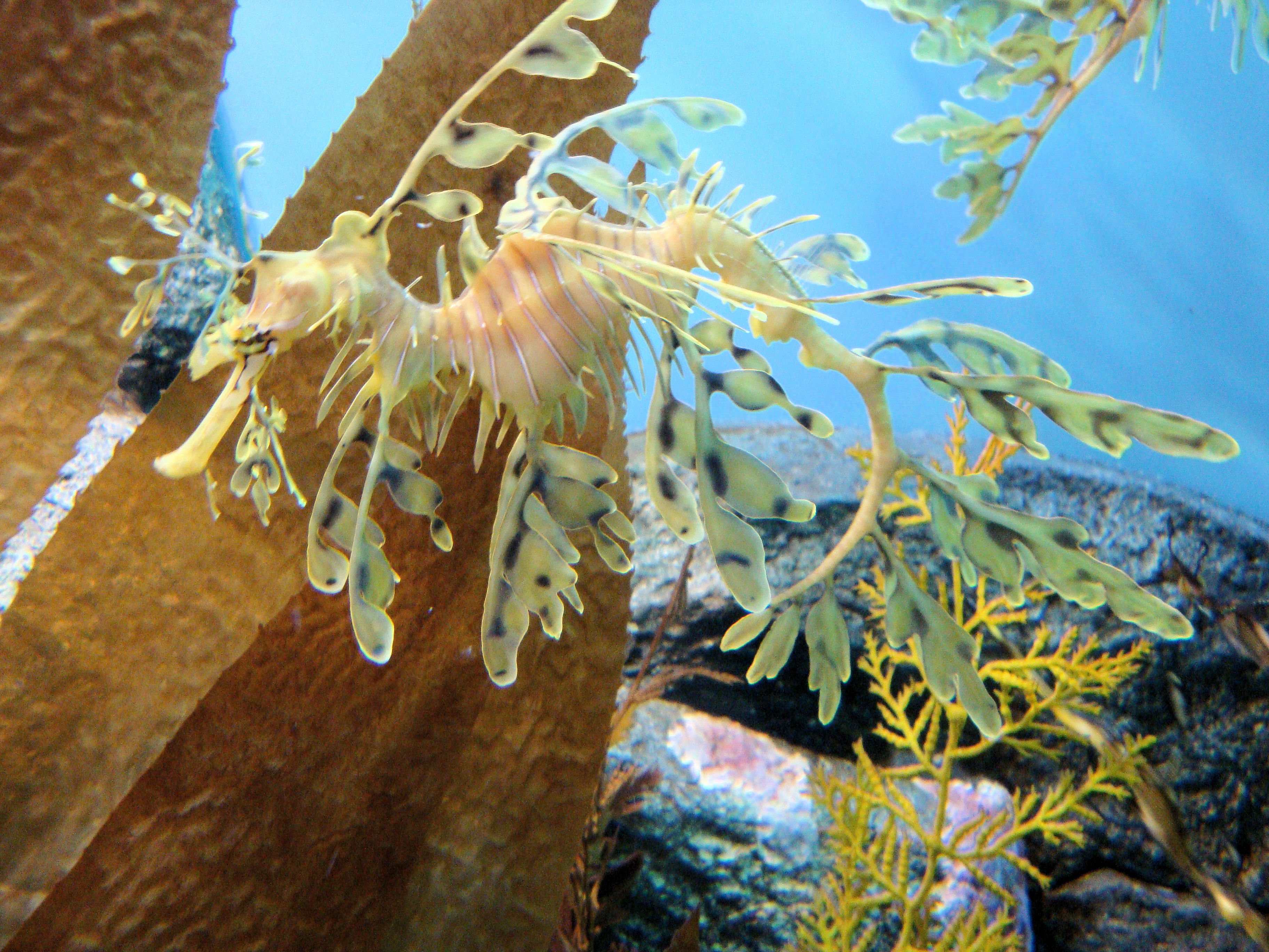 dsc28212_leafy_sea_dragon_monterey_bay_aquarium_monterey_california_usa_8315353423