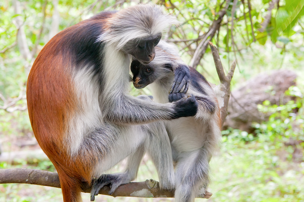 Red colobus (Piliocolobus kirki) monkey feeding its cub