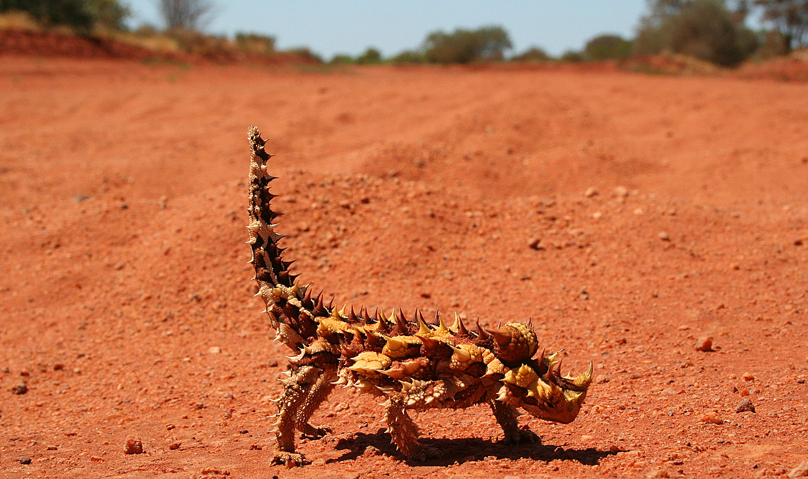 thornydevil