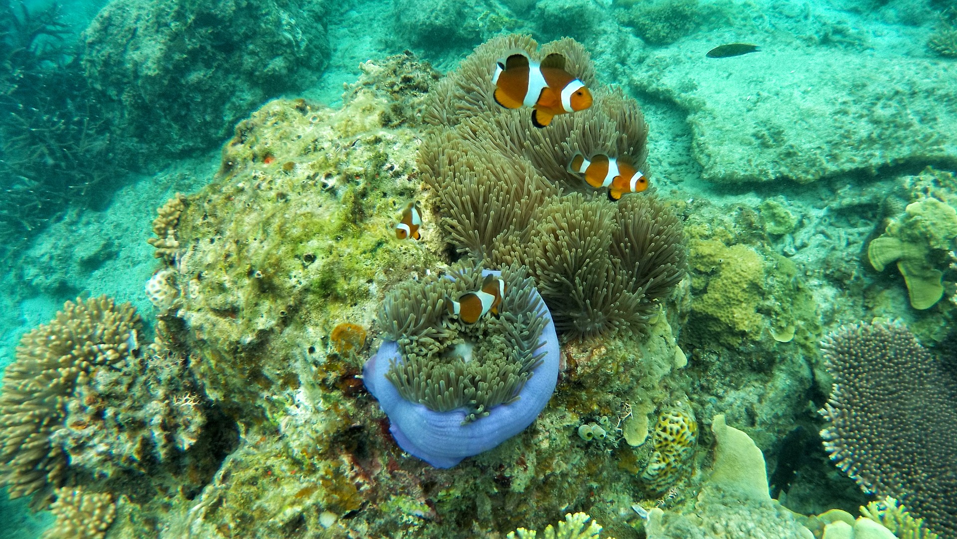 clown-fish-1458862_1920