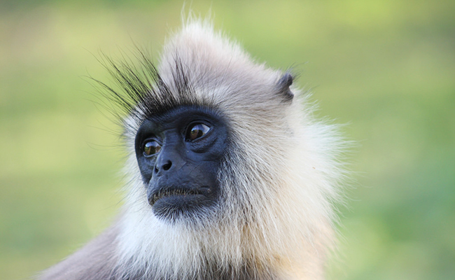 langur1