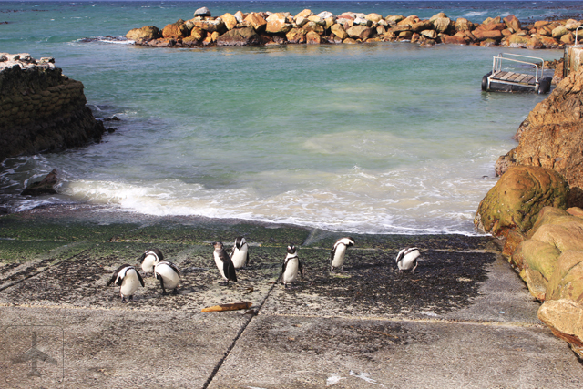 Betty’s Bay