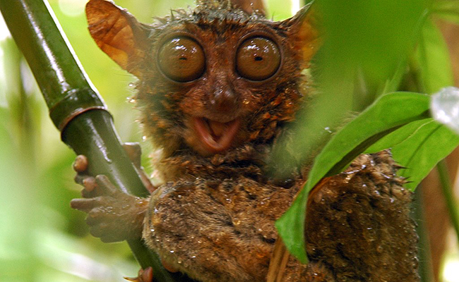 tarsier