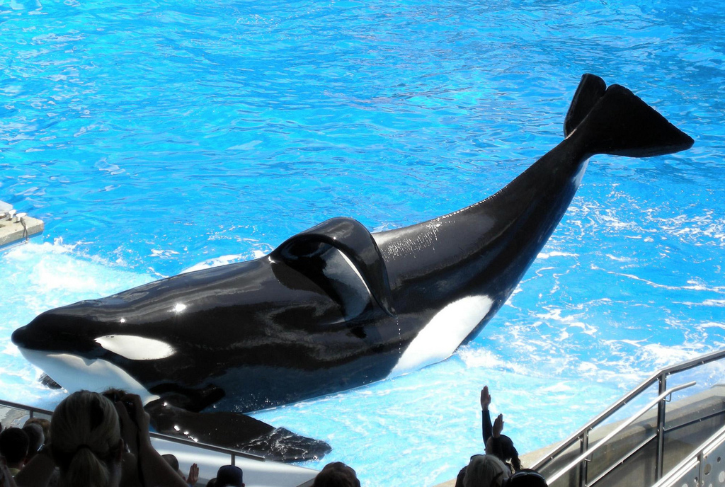 tilikum_orca_shamu-2