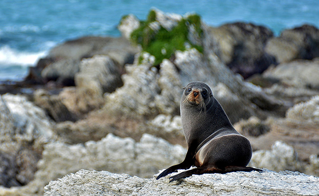 kaikoura