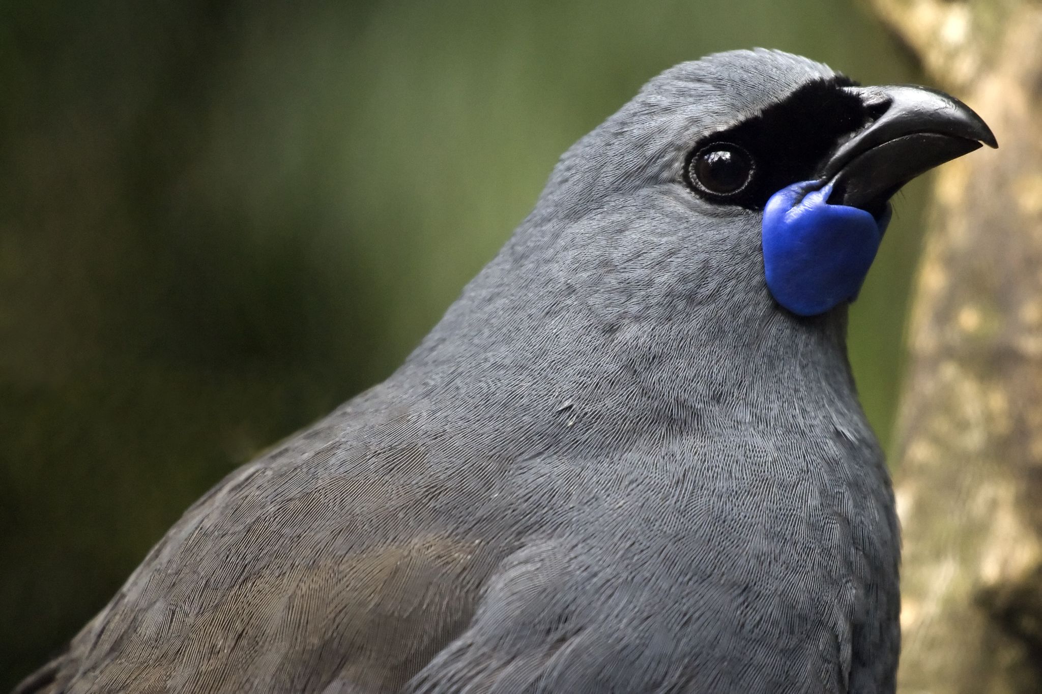 kokako