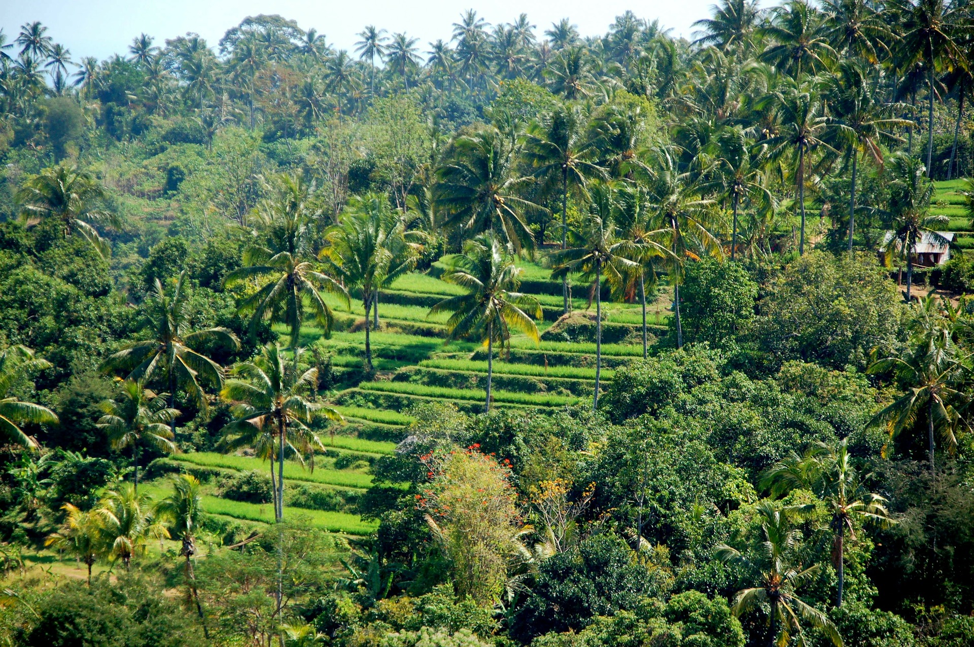 rice-fields-241220_1920