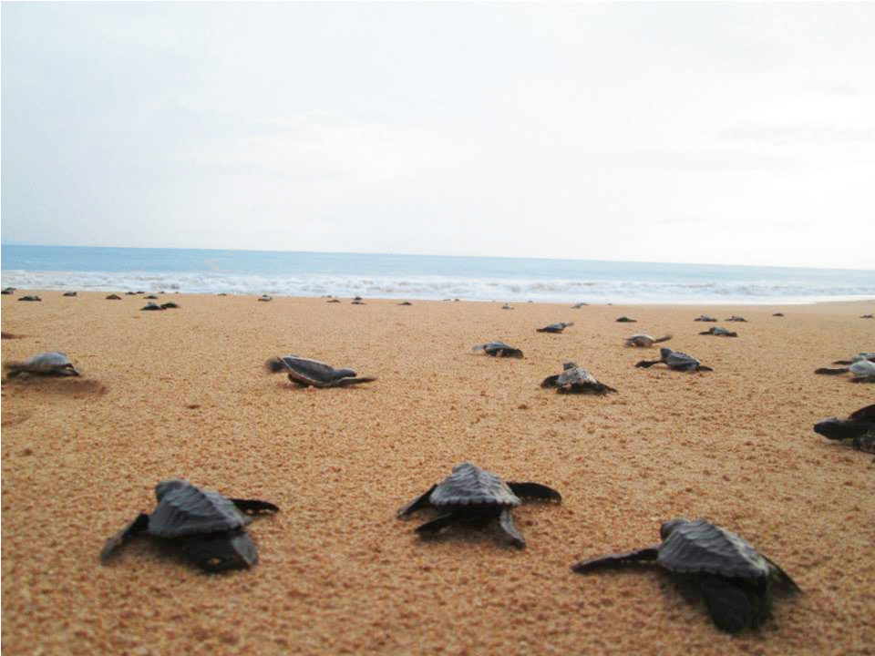 kosgoda sea turtle conservation project