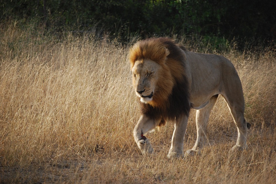 Up close and personal on a South African safari.