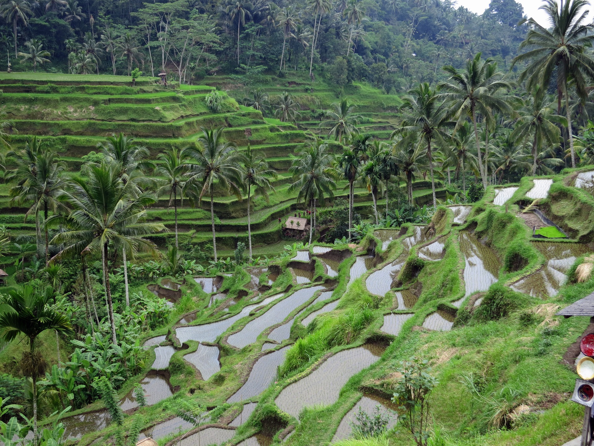 rice-field-1181037_1920