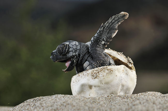 baby turtle hatching