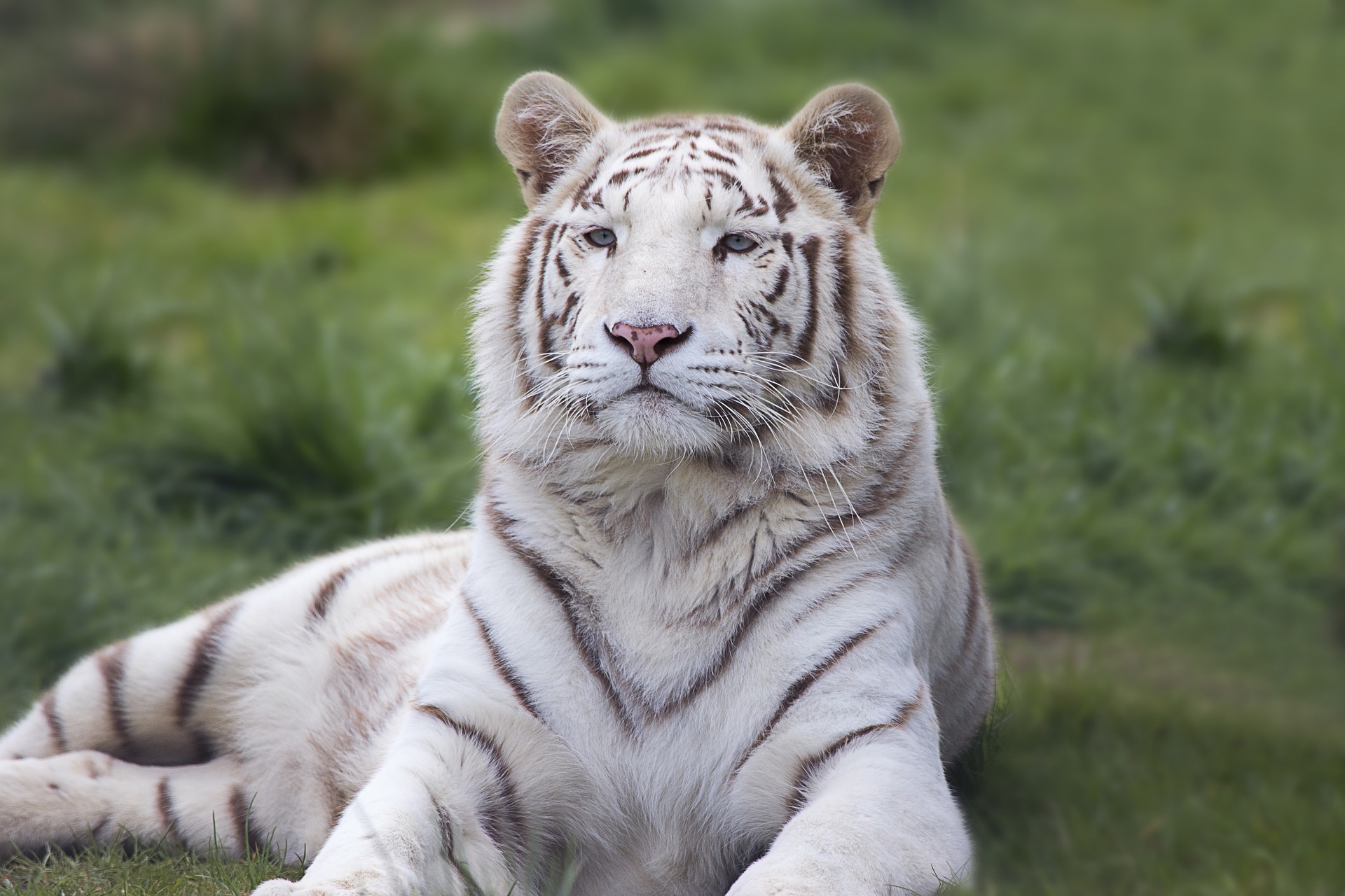 A white Bengal Tiger