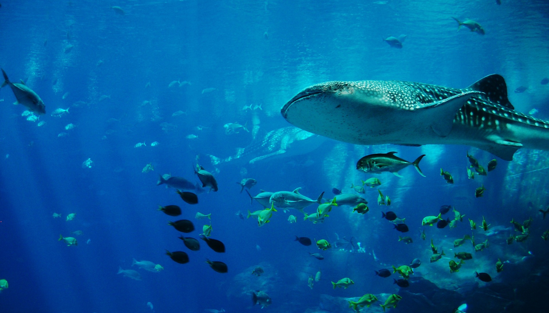 whale-shark-281498_1920