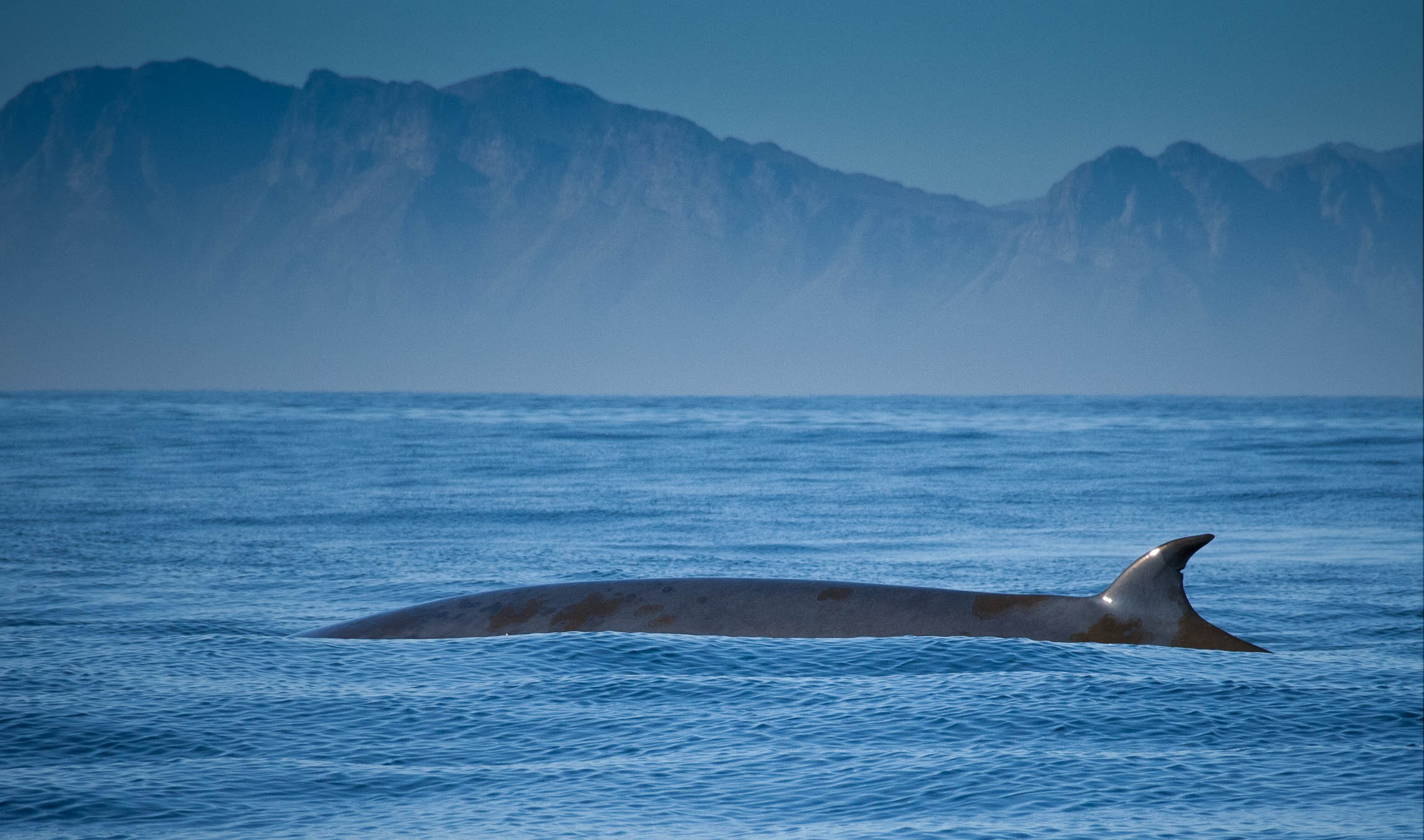 Samui dorsal and hip fins